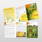 Prospektus grafikai tervezés